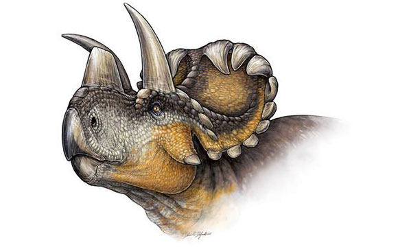 New Horned Dinosaur Species Wendiceratops Discovered