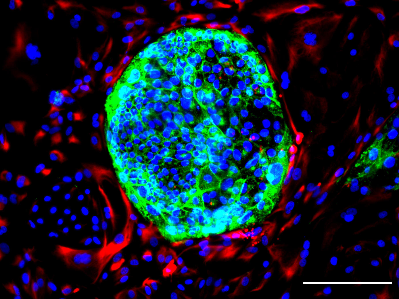 Biologists Create a New Type of Human Cells thumbnail