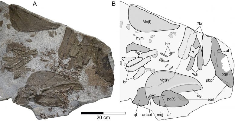 New Hybodontiform Shark Durnonovariaodus Maiseyi Skull