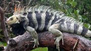 New Iguana Species