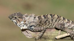New Iguana Species Calotes wangi