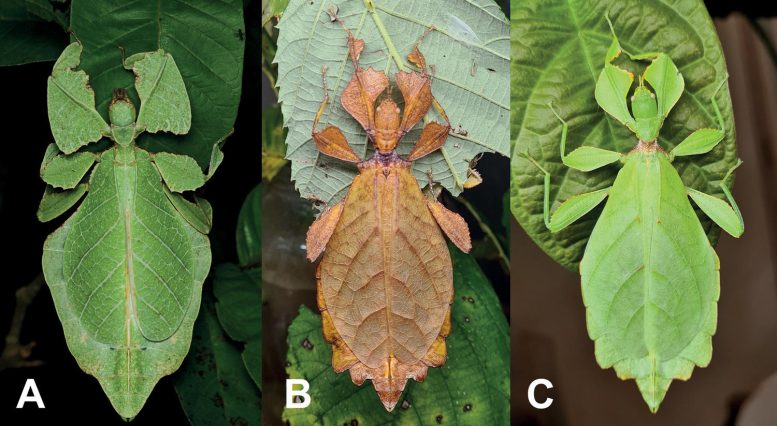 New Leaf Insects Discovered Comparision