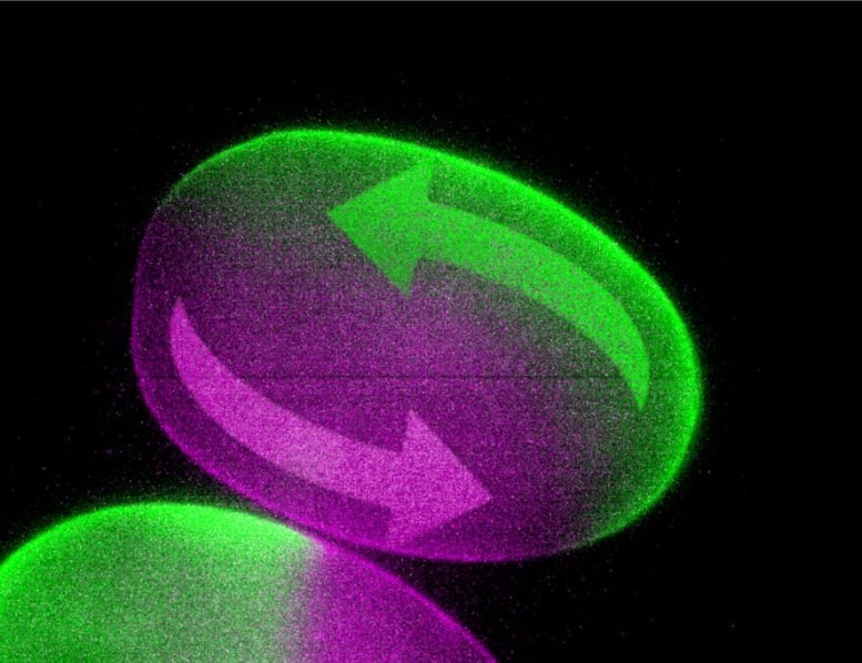 New Microscope Enables Researchers to Control Motion Within Living Cells