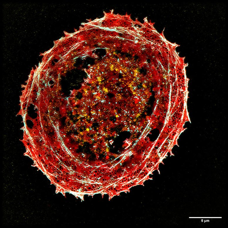 Nouvelle cellule hépatique de microscopie