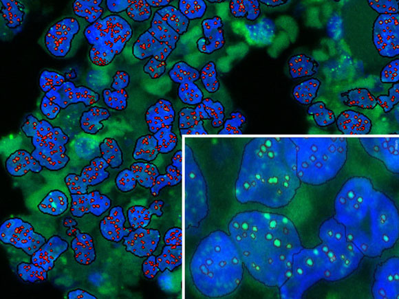New Model Analyses of the Development of Stem Cells