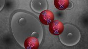 New Nanoparticle Screen Test Could Speed Up Drug Development