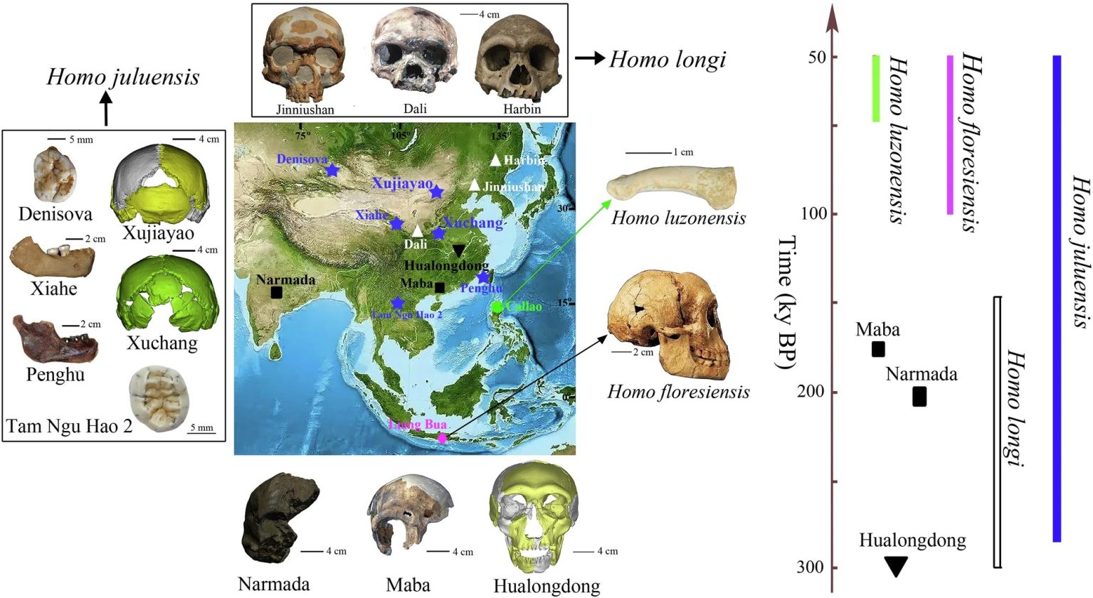“Homo juluensis” Scientists Claim To Have Discovered New Species of Humans