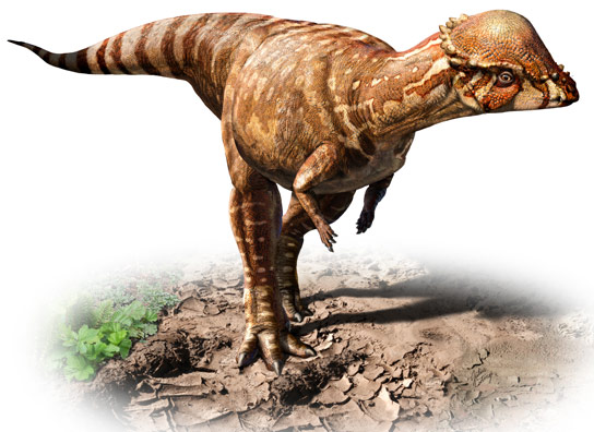 New Pachycephalosaurid Dinosaur Acrotholus Audeti