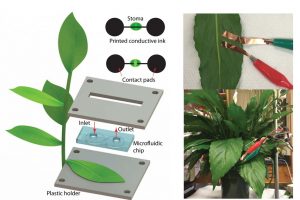 New Plant Drought Sensors