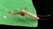 New RNA-Based Therapy to Target West Nile Virus