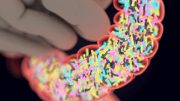 New Research Reveals How Specific Gene and Intestinal Bacteria Work Together