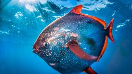 New Research Reveals Warm-Blooded Fish