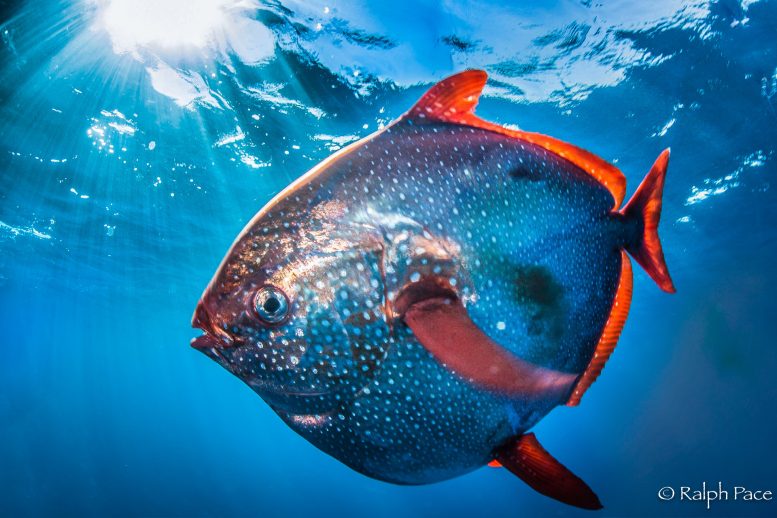 New Research Reveals Warm-Blooded Fish