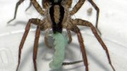 New Research Shows Fear of Spiders and Snakes is Deeply Embedded in Humans