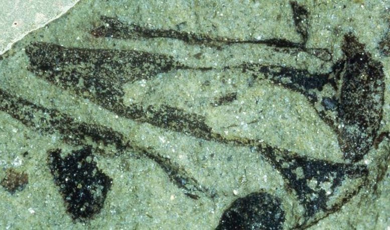 New Research Shows Plants Colonized Earth Millions Years Earlier Than Previously Thought