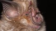 New Species Horseshoe Bat
