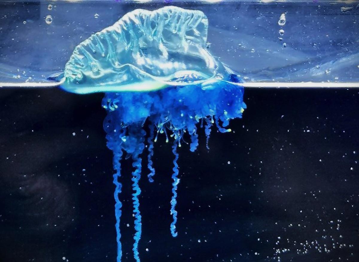 This Gorgeous but Dangerous Jellyfish Was Just Discovered off Japan’s Coast