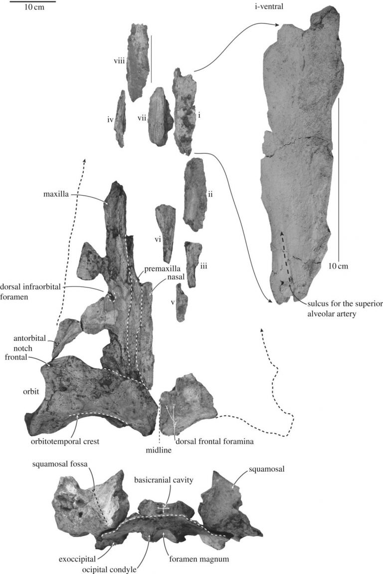 Paleontologists Identify a New Species of Ancient Whale