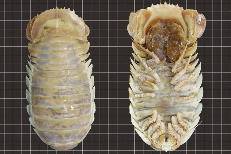 New Species of Bathonymus Deep-Sea Isopods