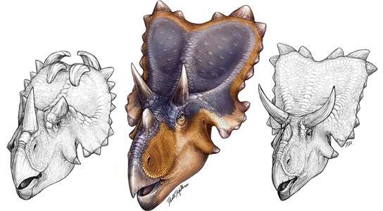 New Species of Horned Dinosaur Mercuriceratops Gemini