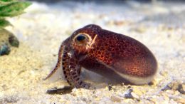 New Squid Euprymna brenneri