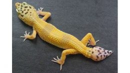 New Study Identifies Cells Driving Gecko’s Ability to Regrow Its Tail