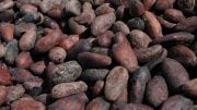 New Study Looks at Cocoa for Pleasure and Health