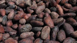 New Study Looks at Cocoa for Pleasure and Health