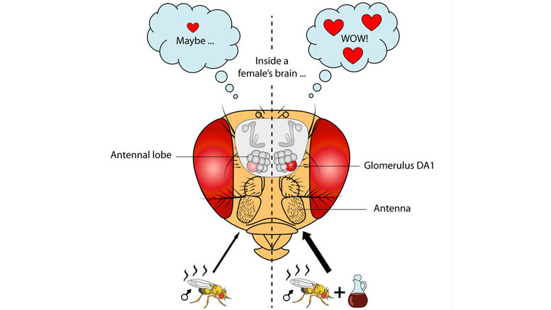 New Study Shows Food Odor Enhances Male Flies’ Attractiveness