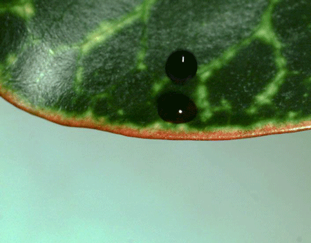 New Theory Describes Details of Splashing Droplet