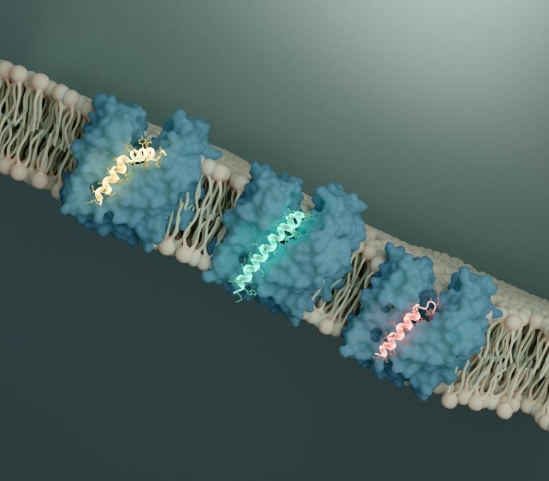 New Ways to Kill Bacteria Transporter MurJ