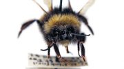 New Yale Study Tracks the Impact of Climate Change on Bumblebees