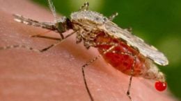 New breed of mosquitoes can't transmit malaria