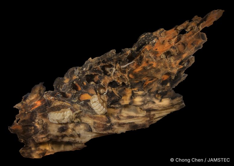Newly Described Deep Sea Chiton on Woodfall