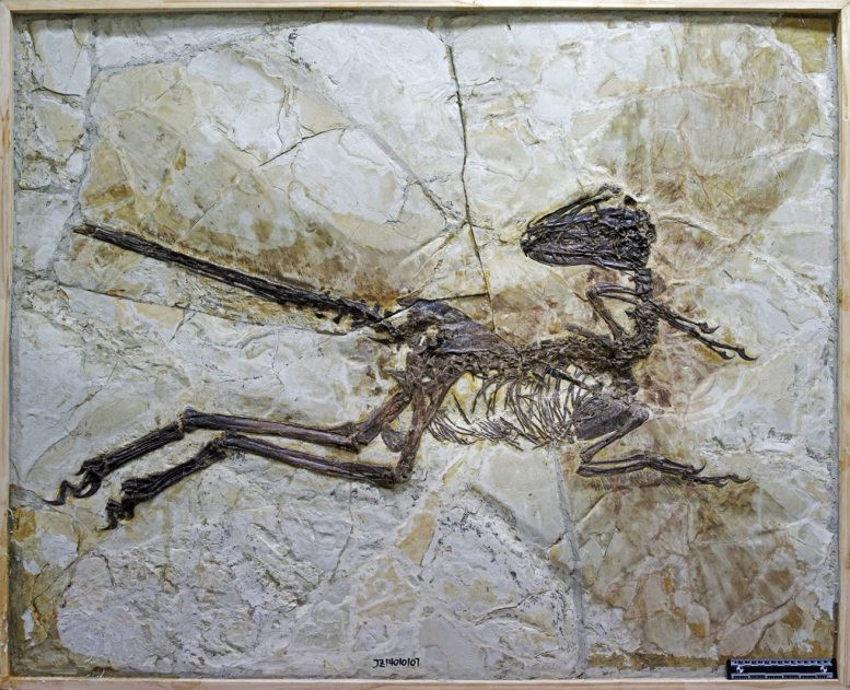 Newly Discovered Dinosaur Zhenyuanlong Suni