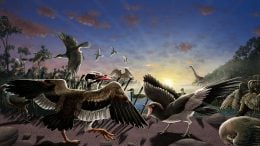 Newly Discovered Fossil Birds