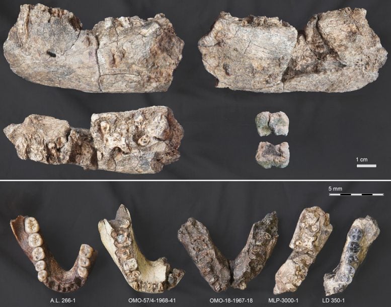 Newly Discovered Fossil Hominin Mandible Specimens