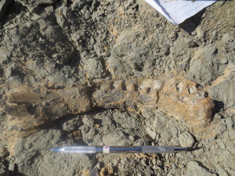 Newly Discovered Mansourasaurus Jaw Fossil
