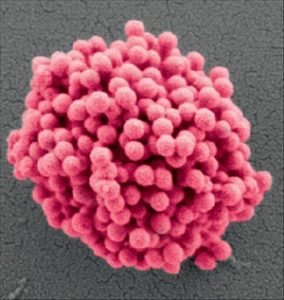 New Nanostructured Material Mimics the Wettability of a Rose Petal