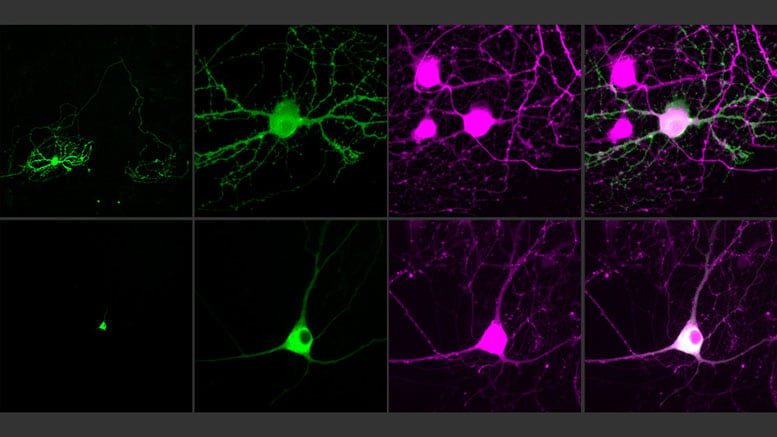 Next-Generation Optogenetics Control Single Neurons