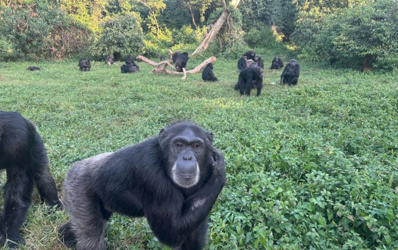 Ngamba Island Chimpanzee in Uganda