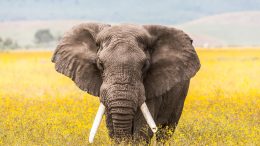 Ngorongoro Crater Elephant