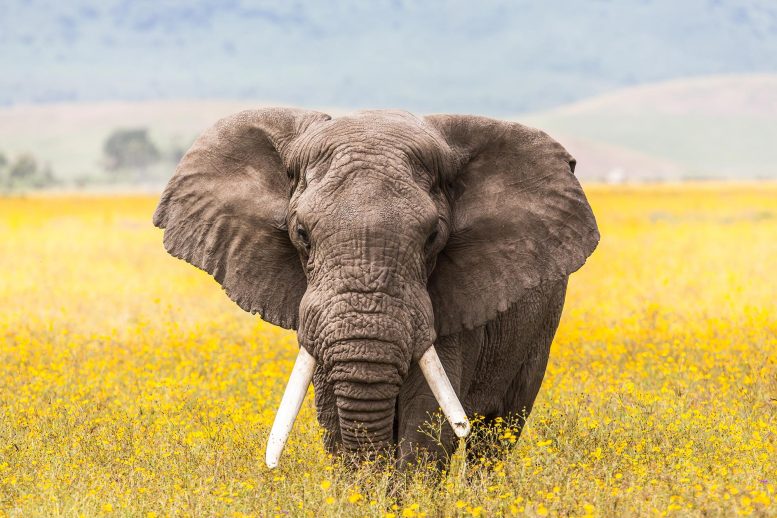 Ngorongoro Crater Elephant