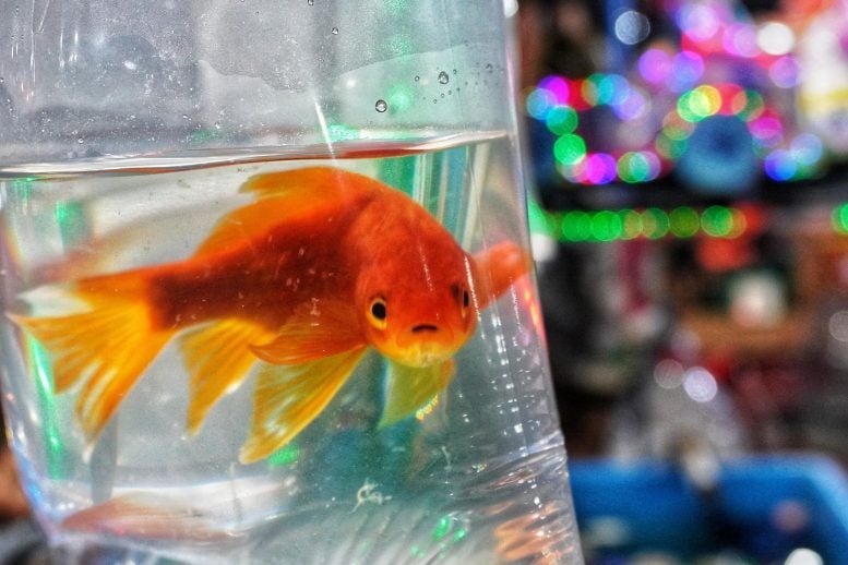 Night Market Goldfish Prize