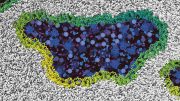 Ninjurin 1 Proteins Form Holes in the Cell Membrane
