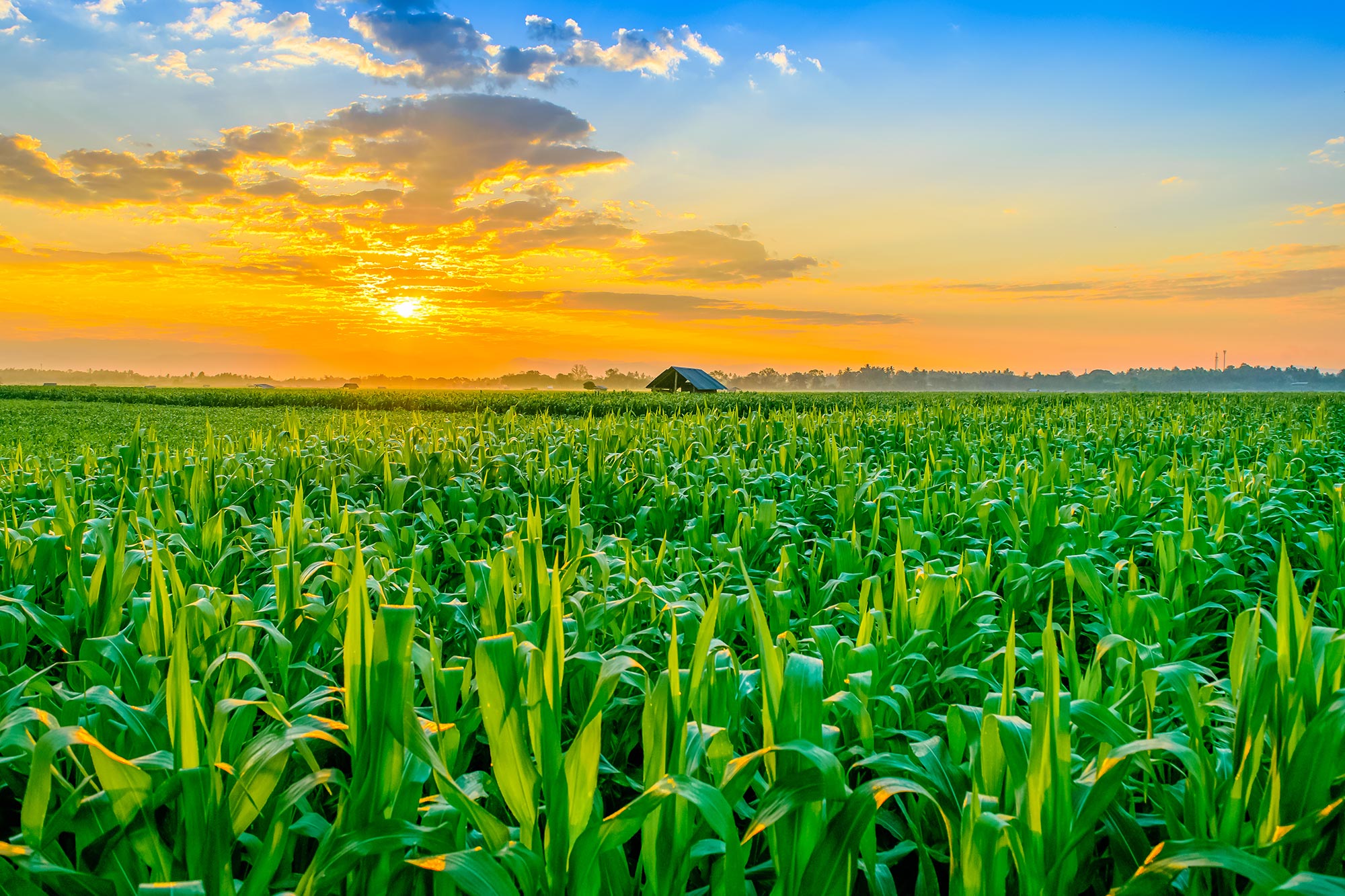 New Real-Time Soil Nitrate Sensor Can Optimize Agricultural Productivity - SciTechDaily