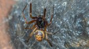 Nobel False Widow Spider