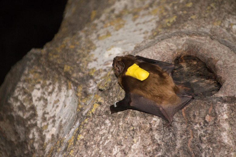 Noctule Bat Equipped With a Tracking Device