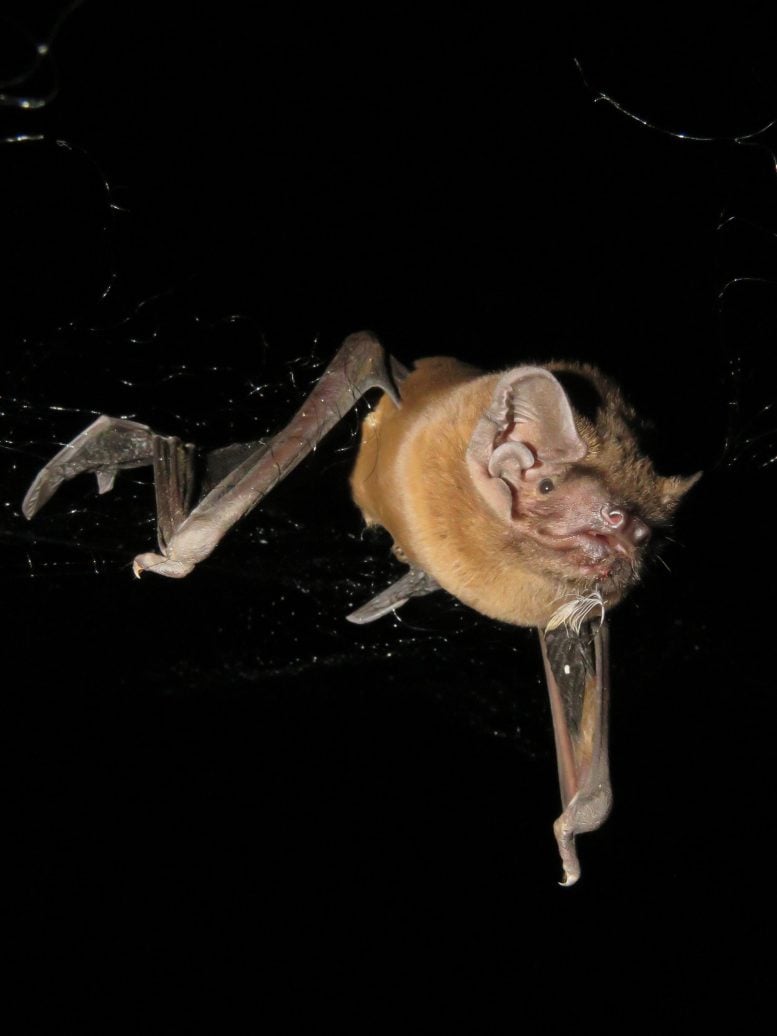 Noctule Bat in Flight