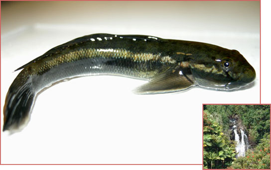 Nopili Goby, The Waterfall-Jumping Fish